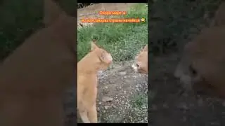Spring is coming // Весна  приближается 😂 #shorts  #cat #animals