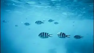 Tushda DENGİZ ko'rsa nima bo'ladi❓