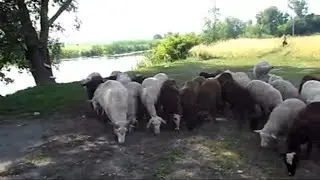 Удивительная прогулка с овцами по берегу реки!
