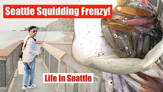 Living In Seattle - Puget Sound Squidding Frenzy!