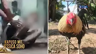 Taga-bitaw ng manok, halos maligo sa sariling dugo matapos mayari ng tari | Kapuso Mo, Jessica Soho