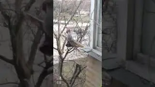К мариупольчанке приходит белочка