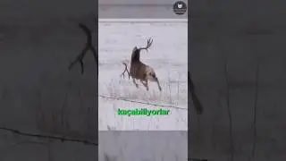 Geyikler Neden Boynuz Döker? 🫎🍃😱