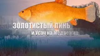 🐠Russian Fishing 4 /Русская рыбалка 4 ▶🐟 о. Медвежье линь золотистый и усач по заданию)))🐟