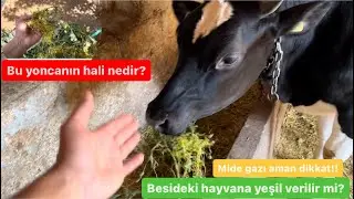 İneklerimiz merada / Kaplamalı tohum nedir? / Buzağıların yeşil ot ile ilk buluşması ! /Mide gazı!!!