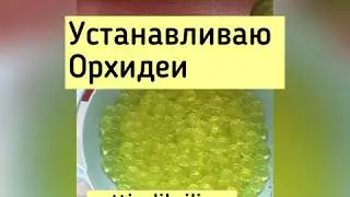 КОРНИ ОРХИДЕИ РАСТУТ С БЕШЕННОЙ СКОРОСТЬЮ!
