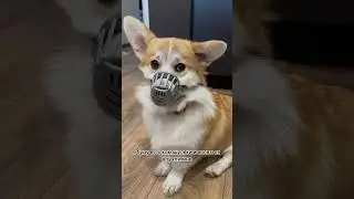 Корги ожидание и реальность 