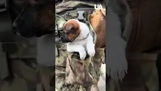 Furry Spec Ops from the 67th Mechanized Brigade of the AFU #ukraine #pets #dog #tacticaldog