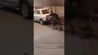La meilleure façon d'échapper à un chien 😂❤️