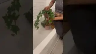 Plant bath and affirmations. 🌸🌺 #peaceful