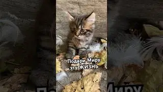 Редкие породы кошек Хитрук Елена Украина 