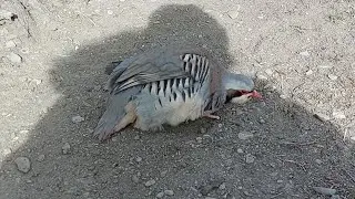 Бойка хокбози дора Кабки шикори  Кабк Keklik که و Partridge Chukar