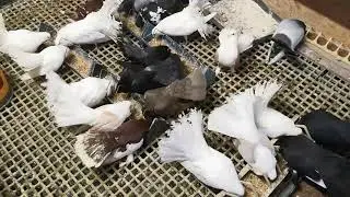 С наступающим Новым годом, друзья голубятники!