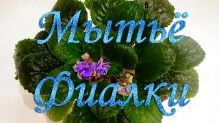 Как помыть Фиалочку от пыли