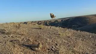 صيد kekliki العام بونبا سوبر هانت في العالم Hunting kekliki general bonba super hunt in the world