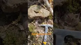 #лесноймир
