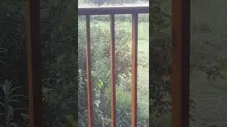 Дрозды едят красную смородину