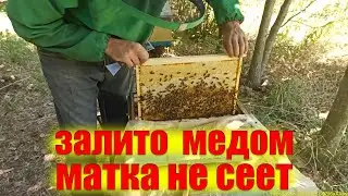 Зачем отбирать мед в отводках пчел после главного взятка.