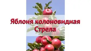 Яблоня колоновидная Стрела 🌿 Обзор: посадка и уход. саженцы, крупномеры: описание и особенности