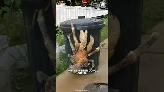 Coconut Crab ⚠️ Do NOT Mess With It!