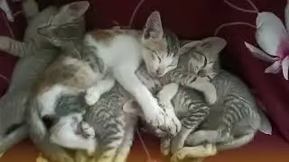 Addict with Cuties Love | WhatsApp Status in Tamil | Pets Love 😘