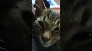 Рысь Даша - Лясик обжора