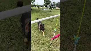 German Shepherd practices retrieving for dock diving by using a bar set up first!