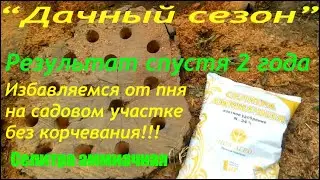 Избавляемся от пня на садовом участке без корчевания! (Результат)