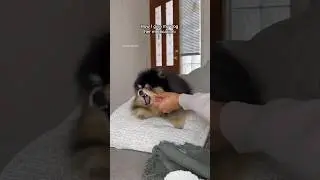 How I give my dog her medication 💊 