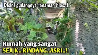 Luar biasa!! Koleksi tanaman hias depan rumah nya banyak sekali!!