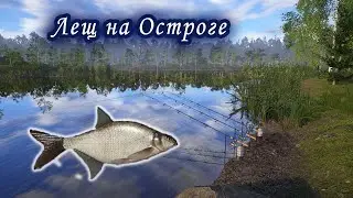 Лещ на Старом Остроге