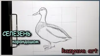 Как нарисовать птицу СЕЛЕЗНЬ карандашом поэтапно.