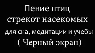 Летний день пение птиц, стрекот насекомых для медитации учебы или сна