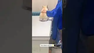 Собаки у ветеринара