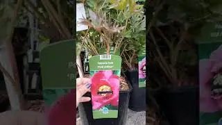 ито гибриды ПИОНЫ из БЕЛЬГИИ 