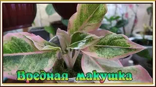 Aglaonema Pink Avrora / Укоренение в СЕРАМИСЕ / Как укоренить растение в серамисе