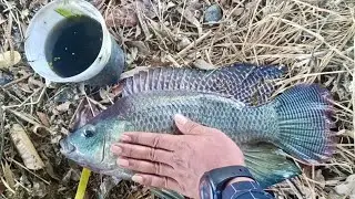 Ngeri Mancing ikan Nila Babon di pingiran sungai air Tenang || Kembang Api 500 meter MELEDAK BERSAMA