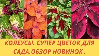 Обзор колеусов-новинки. Получила укорененные черенки и срезы. Как пересадить черенок? Как укоренить?