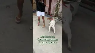 Собаки на Филиппинах как игрушки. 