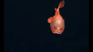 Жизнь в морских глубинах . ер 1. Life in the depths of the sea .