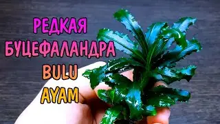 РЕДКАЯ БУЦЕФАЛАНДРА BULU AYAM