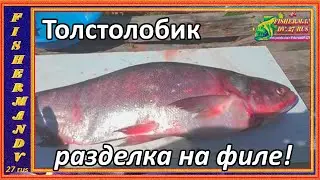 Крупный толстолобик, как разделать его на филе без костей,