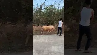 Какая огромная свинья 😱🐖 