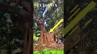 Lisbon Trees, Árvores de Lisboa #lisbonportugal