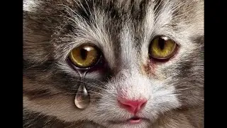 The cat wanted to sleep in the store for the last moments of her life, but did not have time...😭