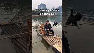 Бакланы АТАКУЮТ! Рыбалка, которую ты не видел 🦅🎣