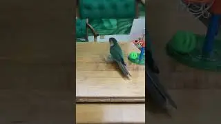 Bird Vs. Bird Basketball!