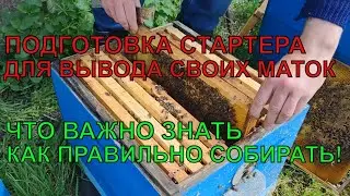 Как подготовить стартер для вывода своих маток что нужно знать ✅☝️🐝