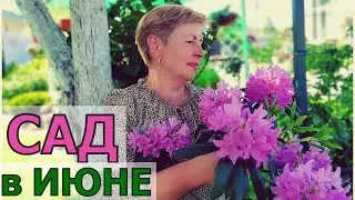 Обзор сада на 15 июня Ленинградская область. Сто оттенков зелёного. Я снова в Телеграмм