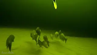 Подводная Охота 2021 🐟 ЗИМНИЙ ВОЛГОГРАД 🐟